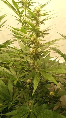 Growreport Bild 10