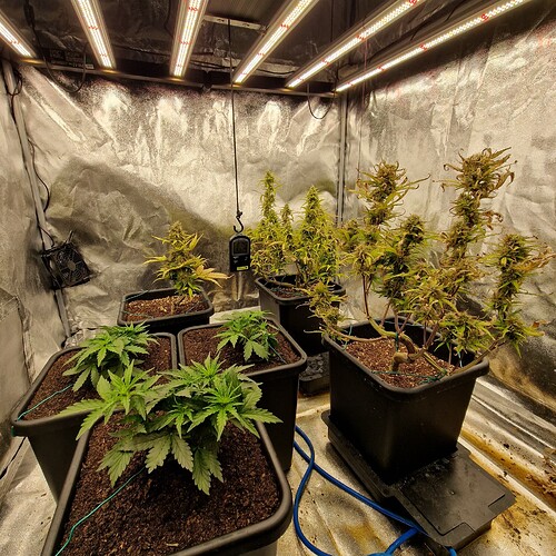 Growreport Bild 8