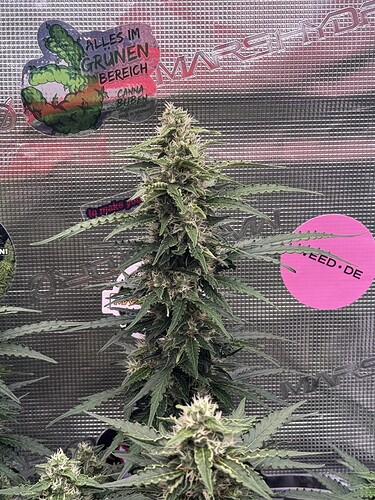 Growreport Bild 4