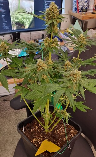 Growreport Bild 32