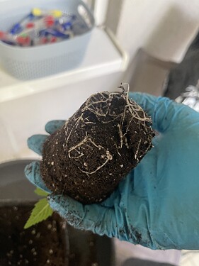 Growreport Bild 8