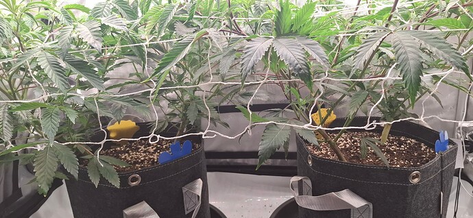 Growreport Bild 4