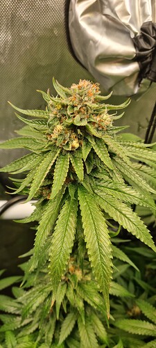 Growreport Bild 38