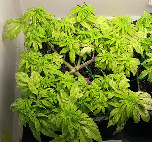 Growreport Bild 14