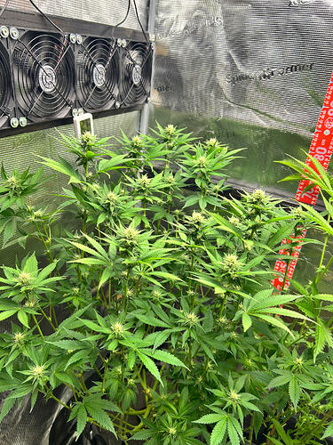Zwei Cannabis-Pflanzen in einer Growbox in der Blütephase, beleuchtet und mit Ventilatoren ausgestattet.
