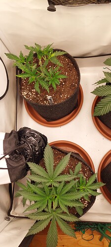 Growreport Bild 1