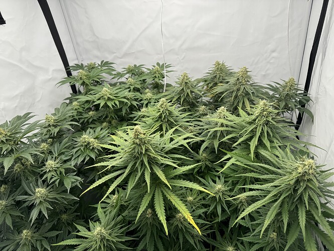 Growreport Bild 1