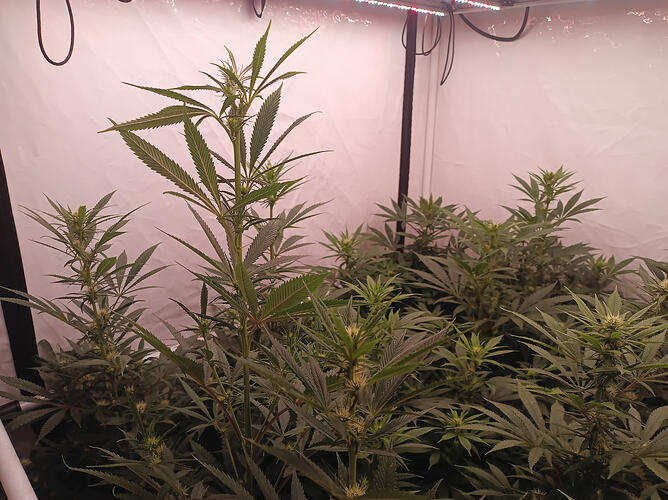 Growreport Bild 3
