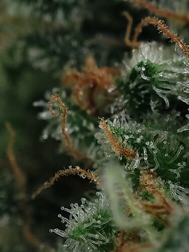Growreport Bild 79