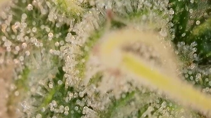 Growreport Bild 34
