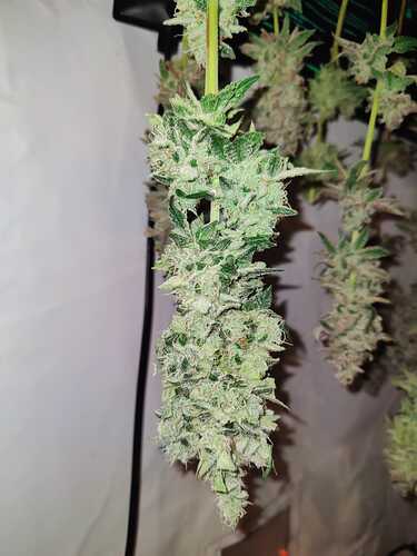 IMG-20240629-WA0003