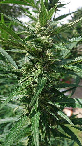 Growreport Bild 20