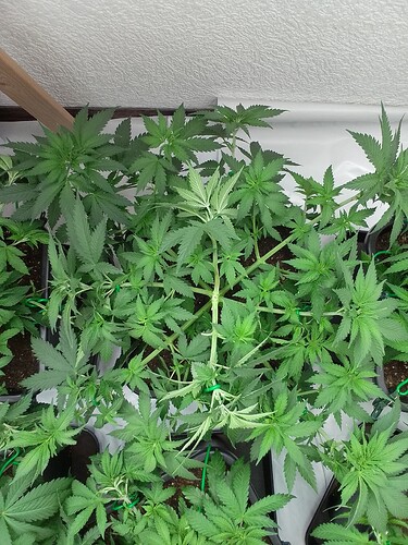 Growreport Bild 2