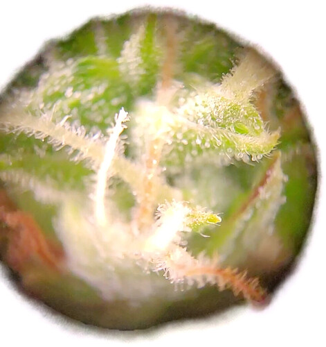 Growreport Bild 7