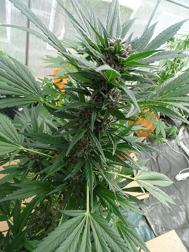 Growreport Bild 8