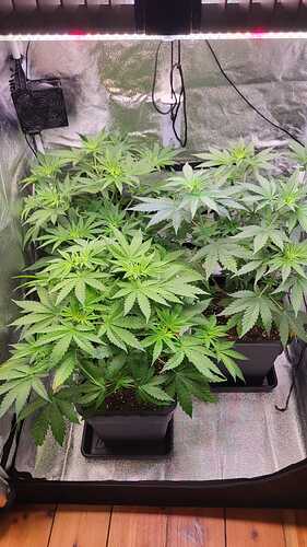 Growreport Bild 25