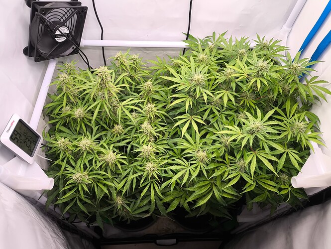 Growreport Bild 5