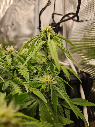 Growreport Bild 76
