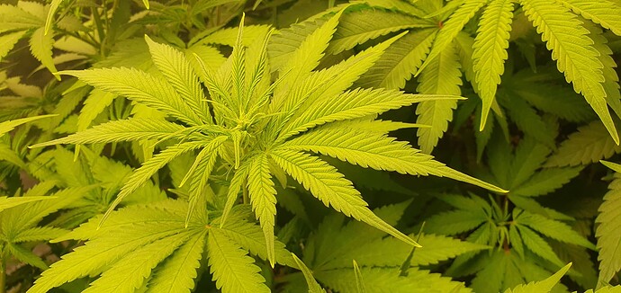 Growreport Bild 5