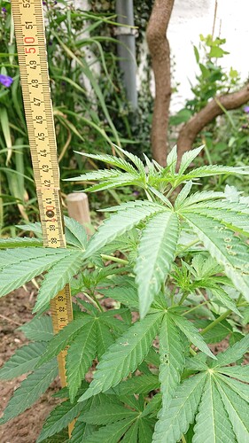 Growreport Bild 13