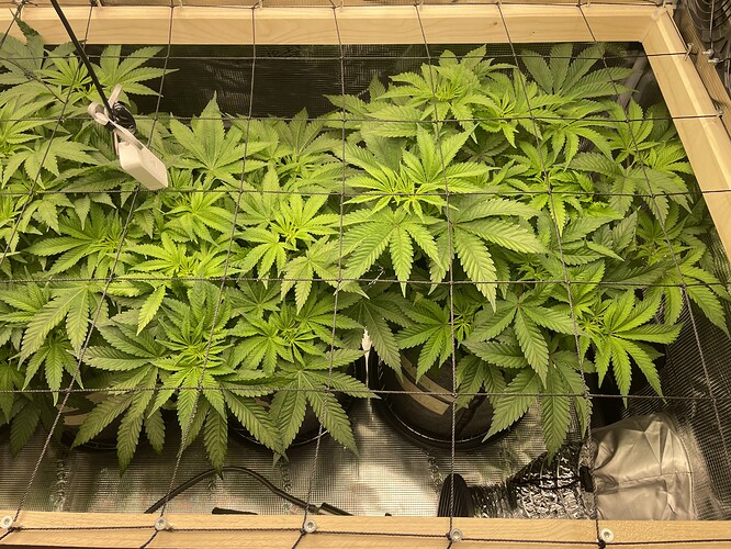 Mehrere Cannabis-Pflanzen in einem Zelt, die sich unter einem Netz ausbreiten und auf den Beginn der Blütephase vorbereitet werden.