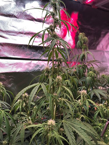 Growreport Bild 8