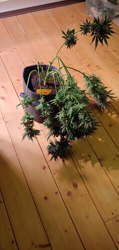 Growreport Bild 17