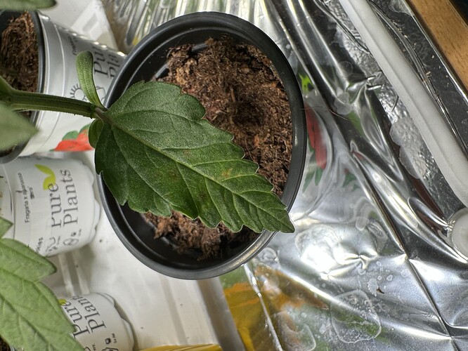 20240409_170759769_iOS