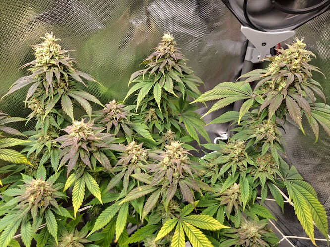 Growreport Bild 5