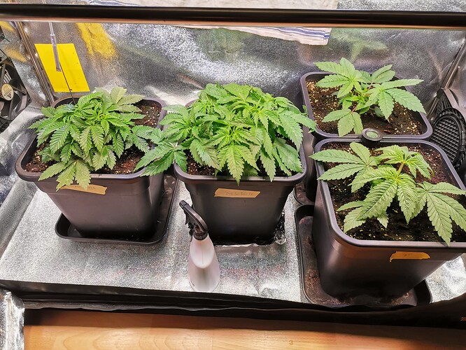 MixGrow VT40,21