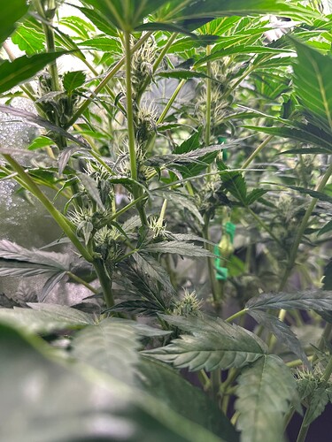 Growreport Bild 55