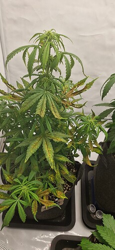 Growreport Bild 1