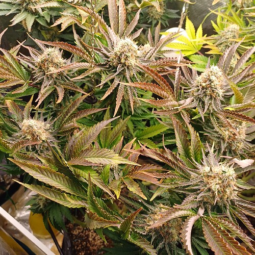 Growreport Bild 18