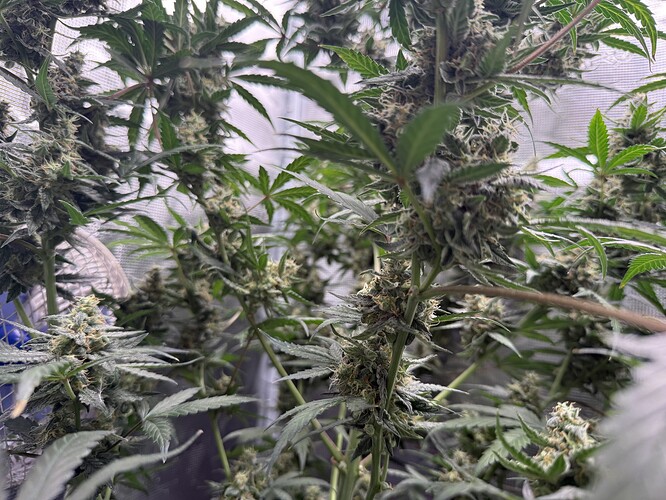 Growreport Bild 32