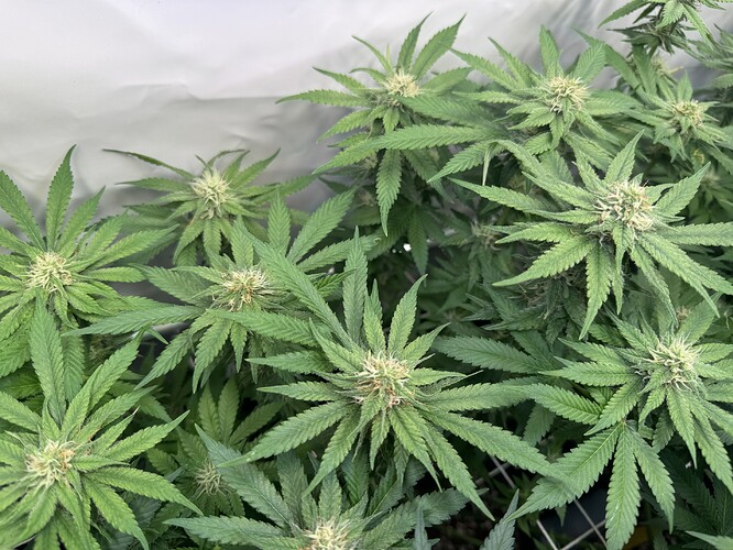 Growreport Bild 13