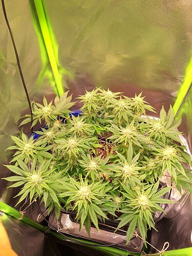Growreport Bild 1