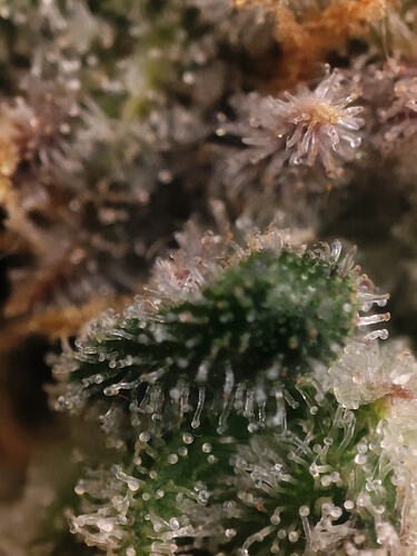 Growreport Bild 27
