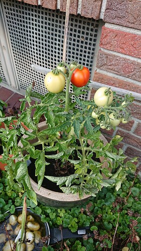 Growreport Bild 7