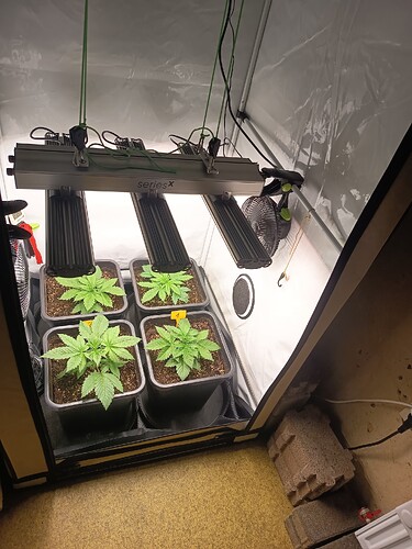 Growreport Bild 3
