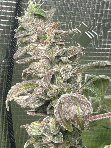 Growreport Bild 47