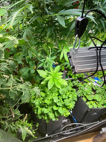Growreport Bild 31