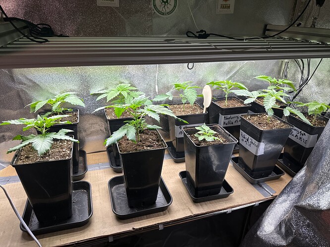 Growreport Bild 44
