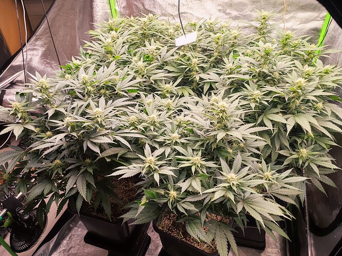 Growreport Bild 18