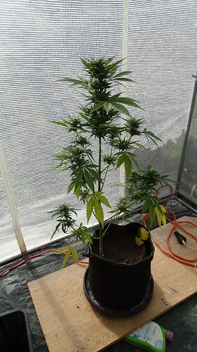 Growreport Bild 7