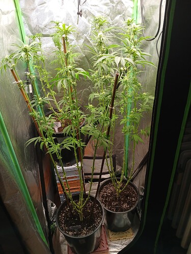Growreport Bild 24