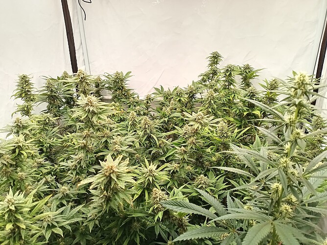 Growreport Bild 8