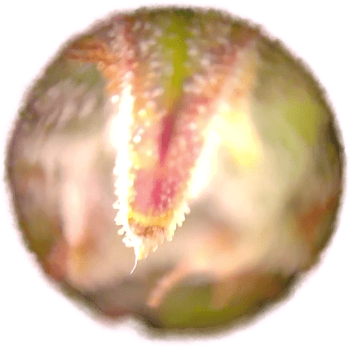 Growreport Bild 1