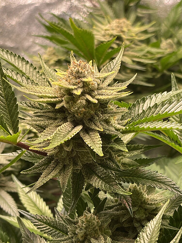 Growreport Bild 14