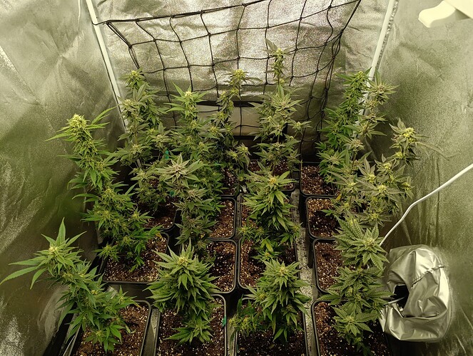 Growreport Bild 1