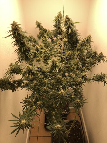 Growreport Bild 3